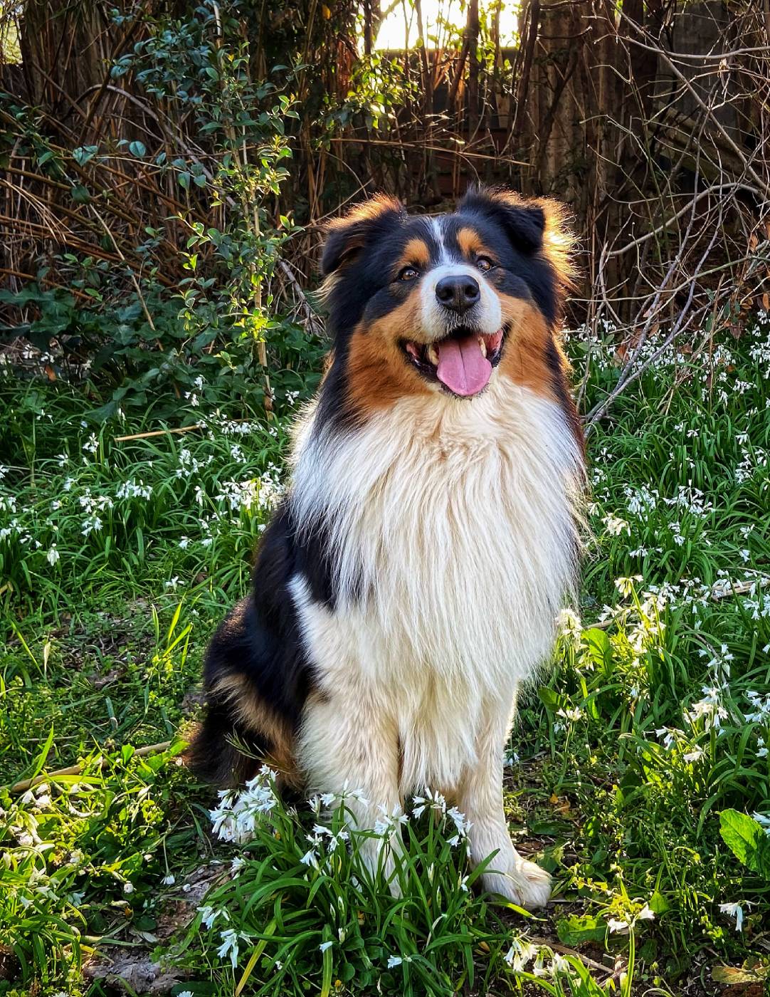 australian-sheperd-dog-in-spring-2023-11-27-05-02-25-utc (1)