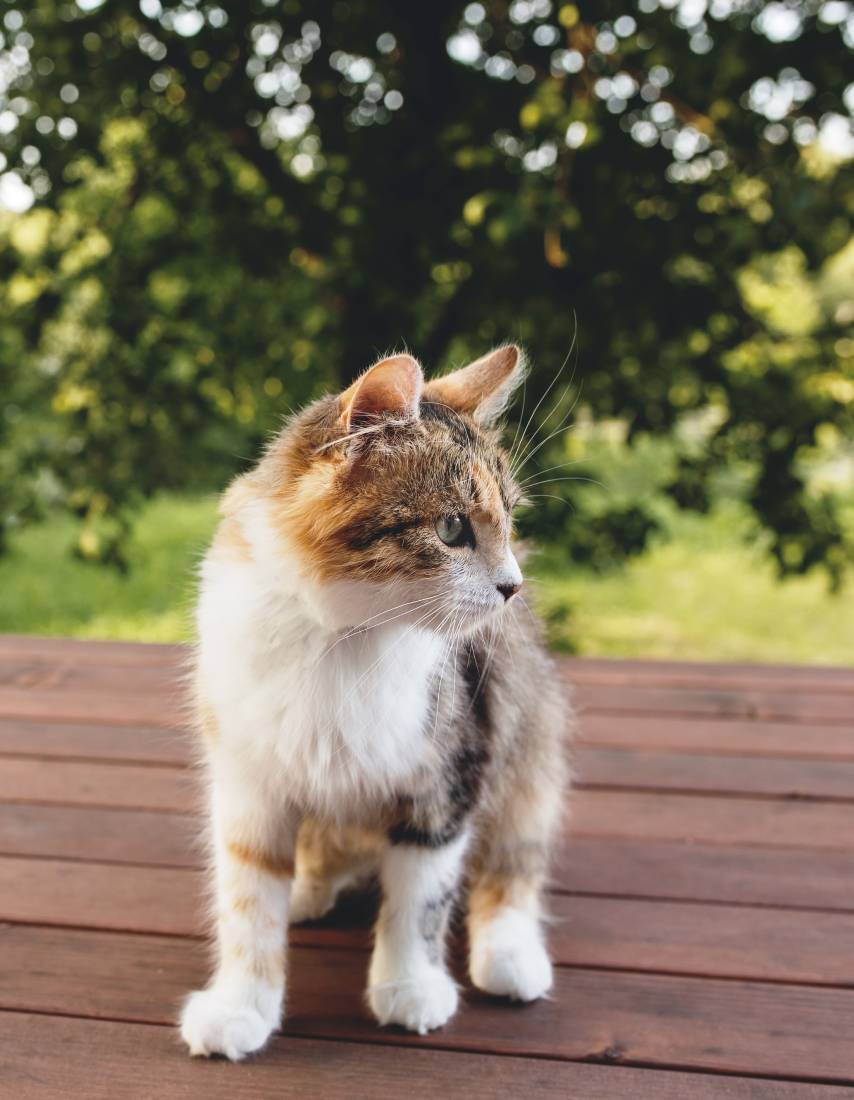 beautiful-tricolor-cat-walking-on-brown-wooden-ter-2023-11-27-05-12-07-utc (1)