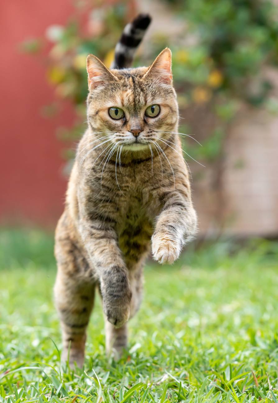 cat-playing-in-the-garden-2023-11-27-05-20-21-utc (1)
