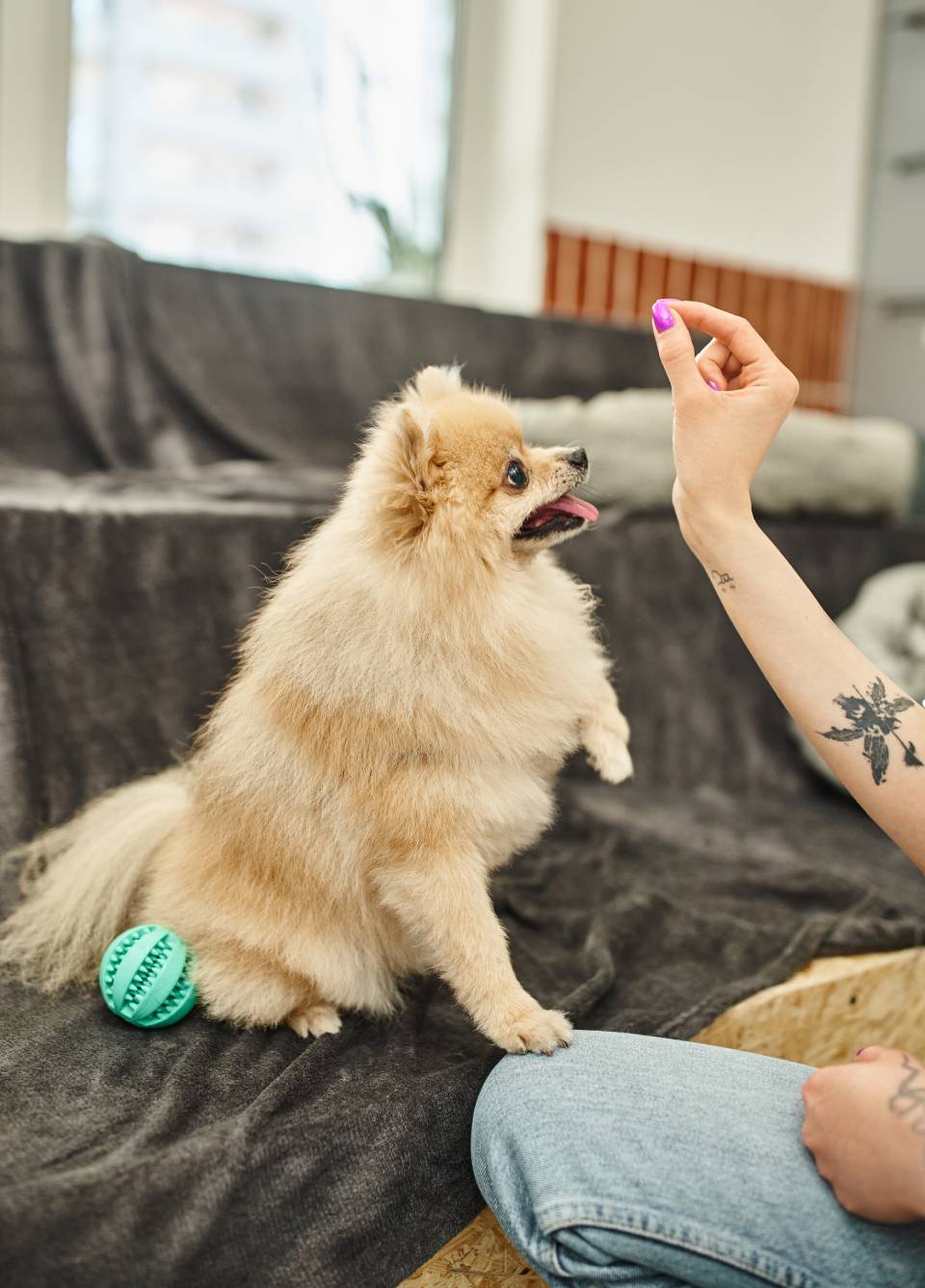 cropped-view-of-tattooed-dog-sitter-with-treat-nea-2023-11-27-05-18-58-utc (1)