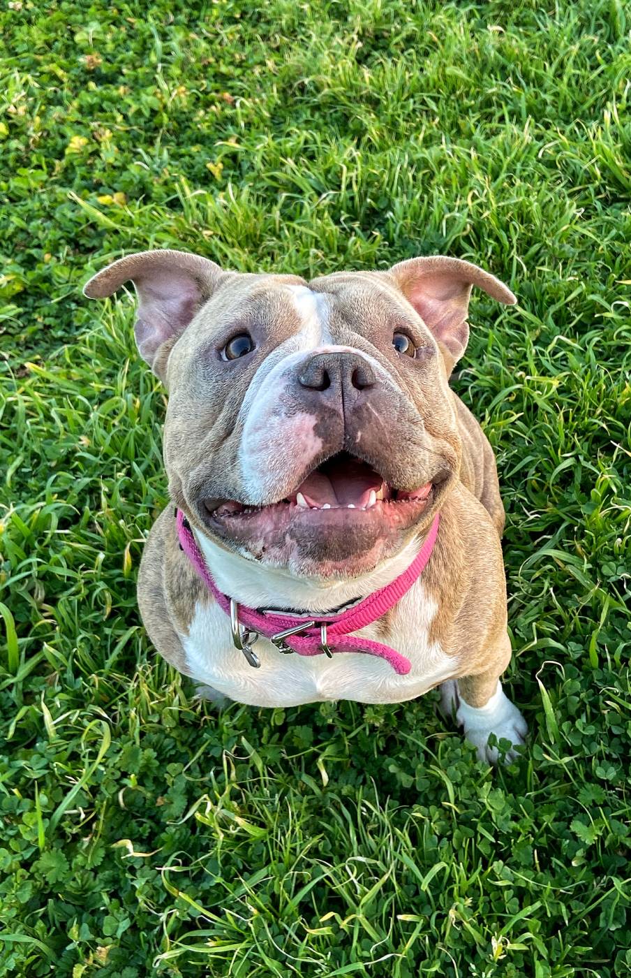cute-hamstaff-dog-2023-11-27-05-30-34-utc (1)