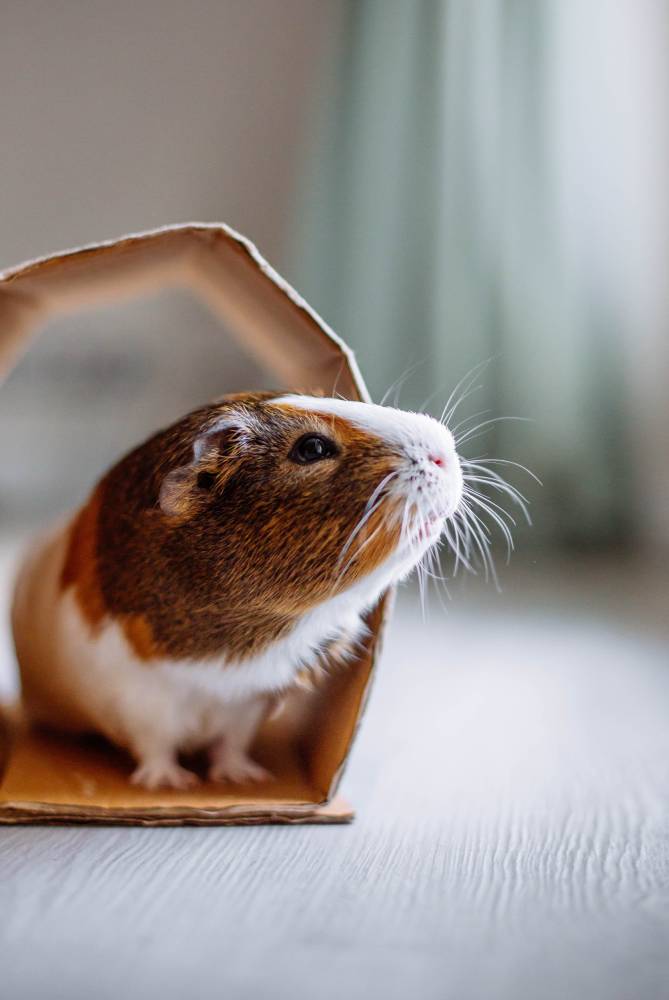 guinea-pig-at-home-2023-11-27-05-01-58-utc (2) (1)