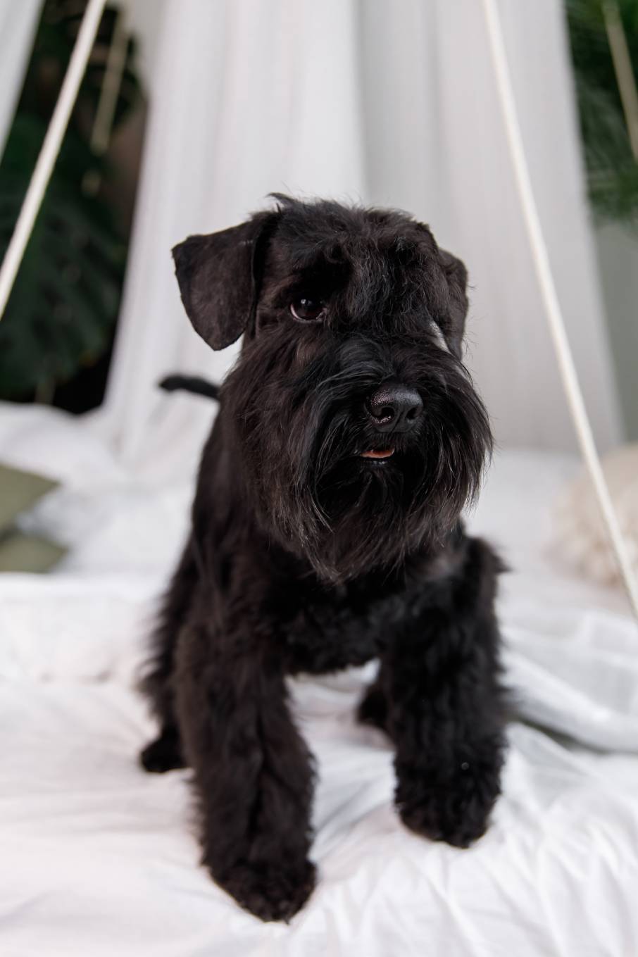 miniature-schnauzer-dog-or-zwergschnauzer-indoor-2023-11-27-05-25-13-utc (1)