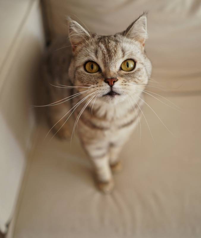 portrait-of-a-beautiful-cat-cute-cat-portrait-ha-2023-11-27-05-07-22-utc (1)