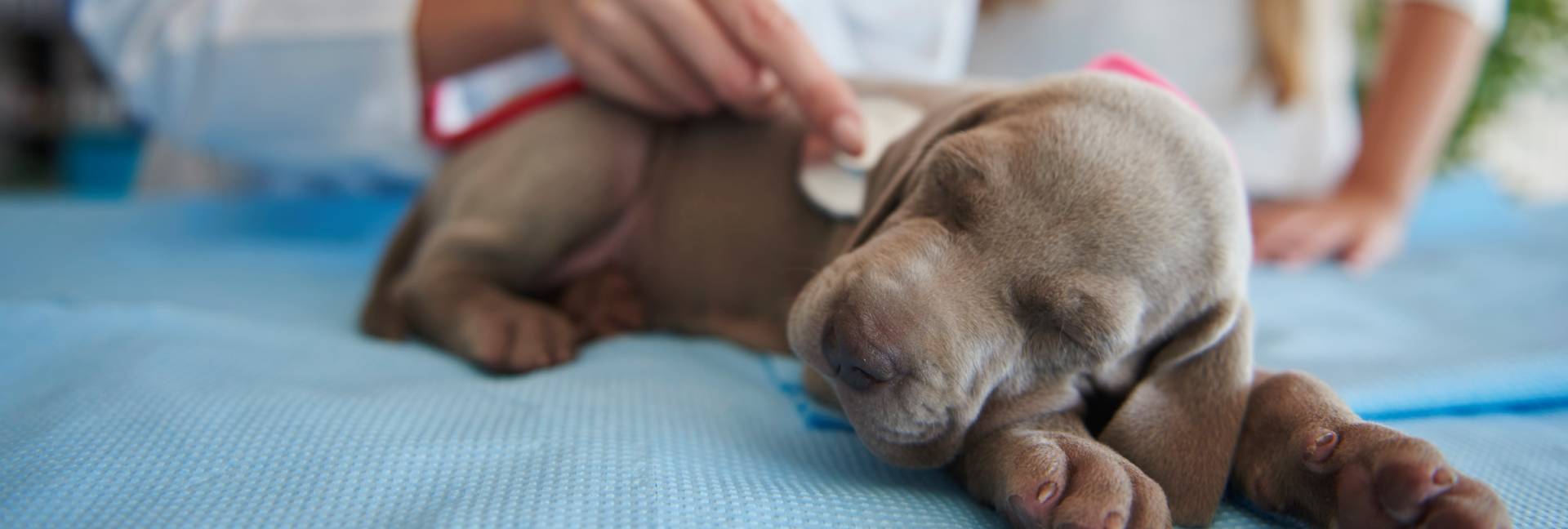 routine-check-of-puppy-s-health-2023-11-27-05-12-16-utc (1)