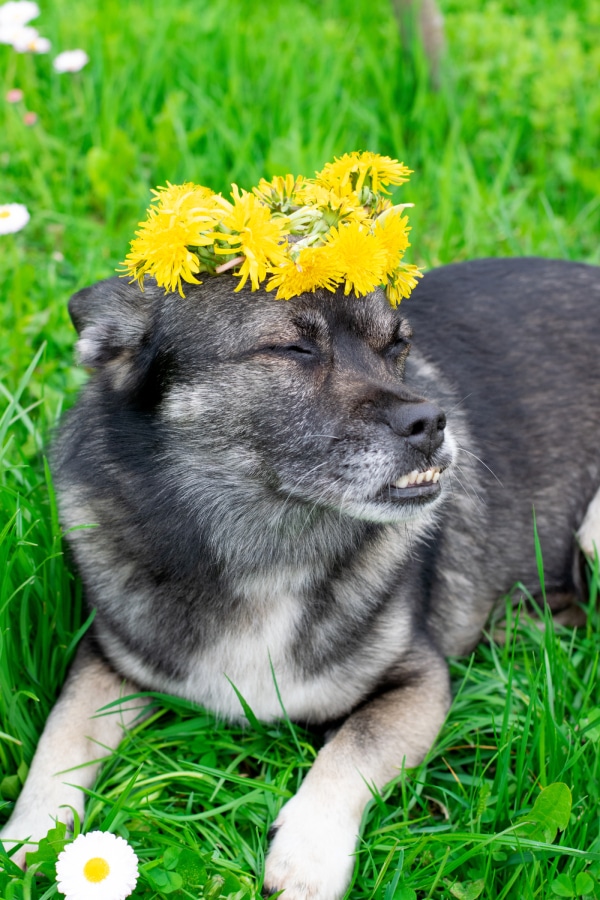 adorable-mixed-breed-dog-with-flowers-on-its-head-2023-11-27-05-12-47-utc (1) (1)