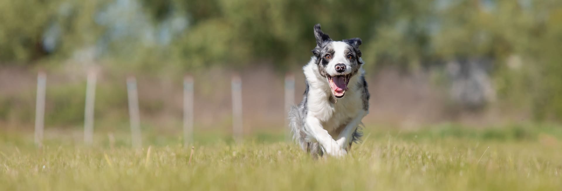 border-collie-dog-running-on-the-grass-2023-11-27-05-09-47-utc (2) (1)
