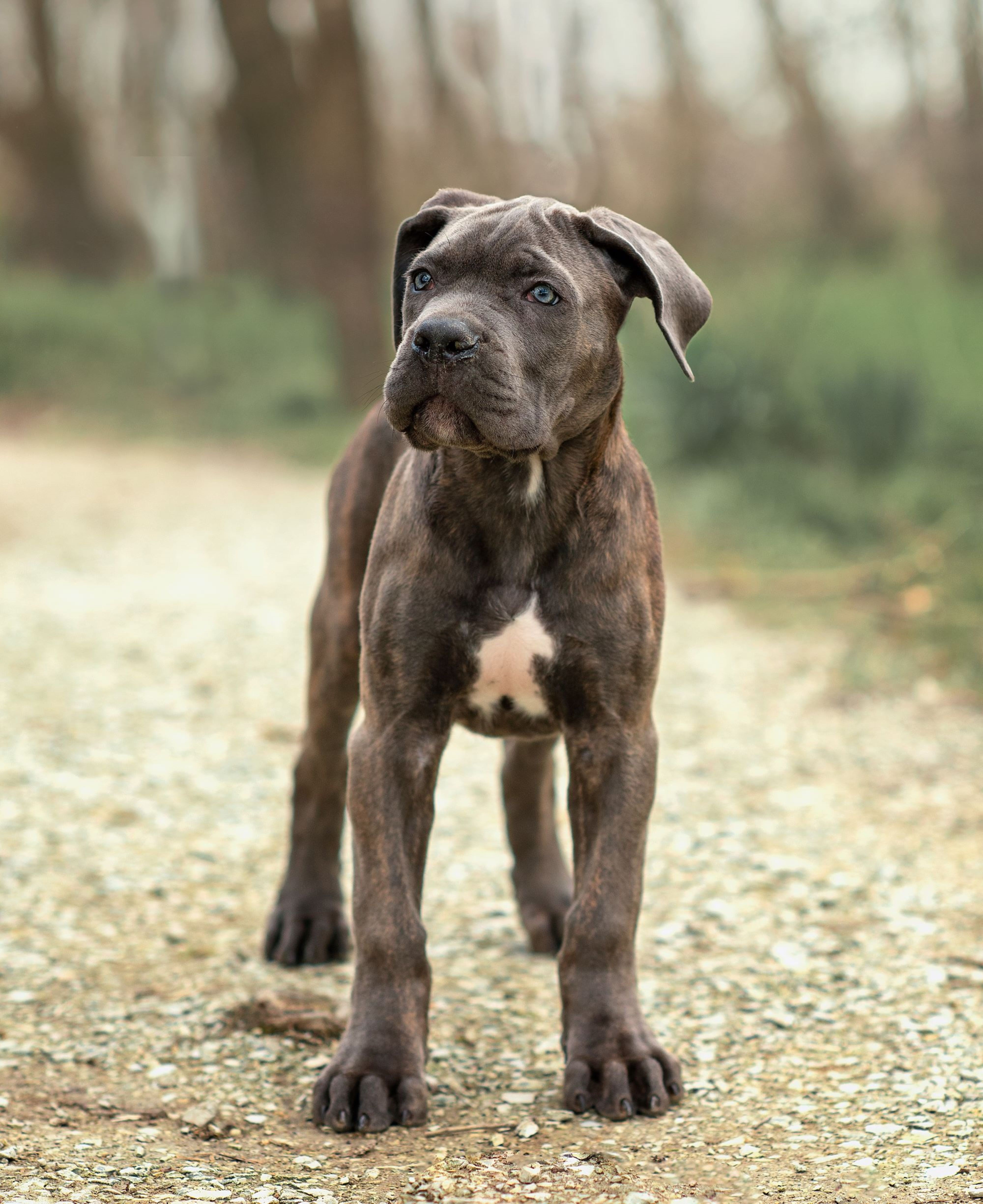 dog-puppy-three-months-old-cane-corso-for-a-walk-i-2023-11-27-04-54-44-utc´´7