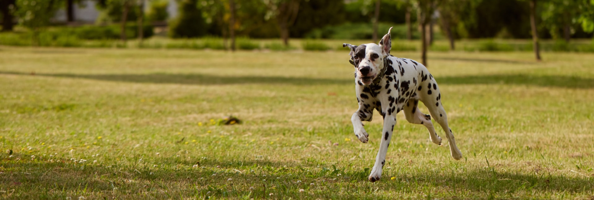portrait-of-a-dalmatian-dog-runs-through-the-green-2023-12-15-21-44-06-utc (1) (1)