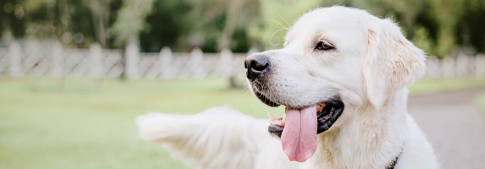 golden-retriever-dog-at-the-park-dog-smilimg-cut-2023-11-27-05-07-57-utc.jpg1