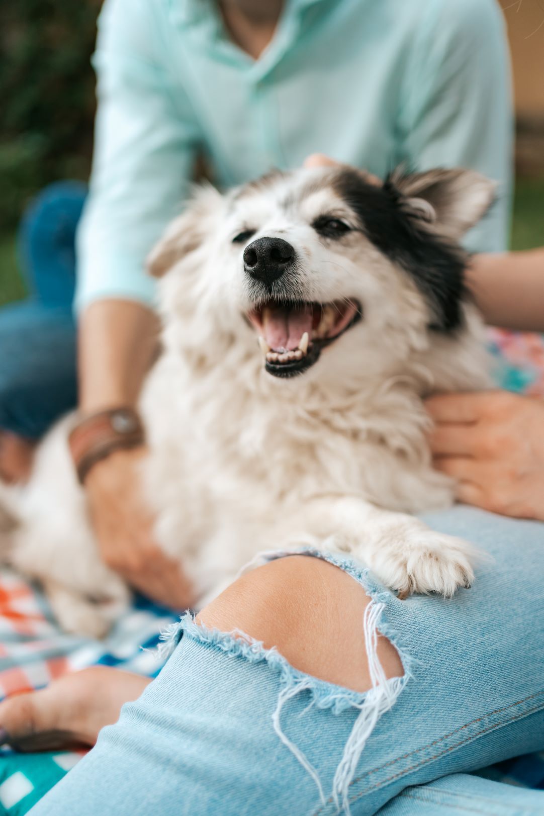 happy-dog-portrait-with-his-humans-2023-11-27-05-20-00-utc