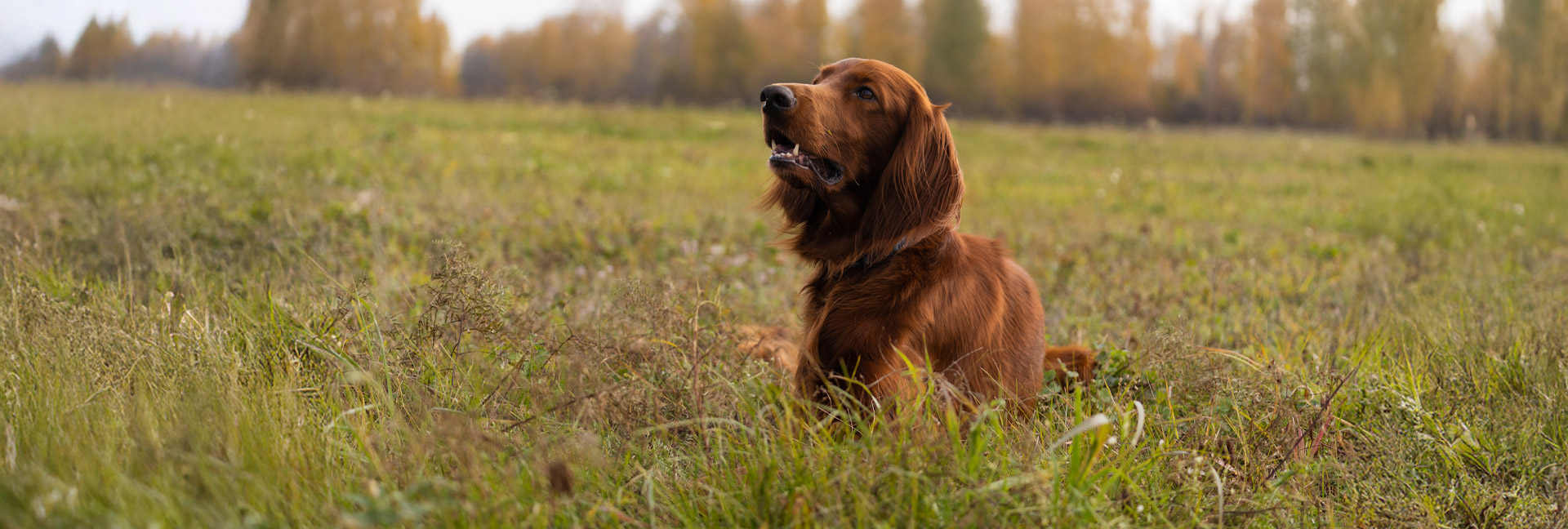 two-friendly-dogs-in-nature-2